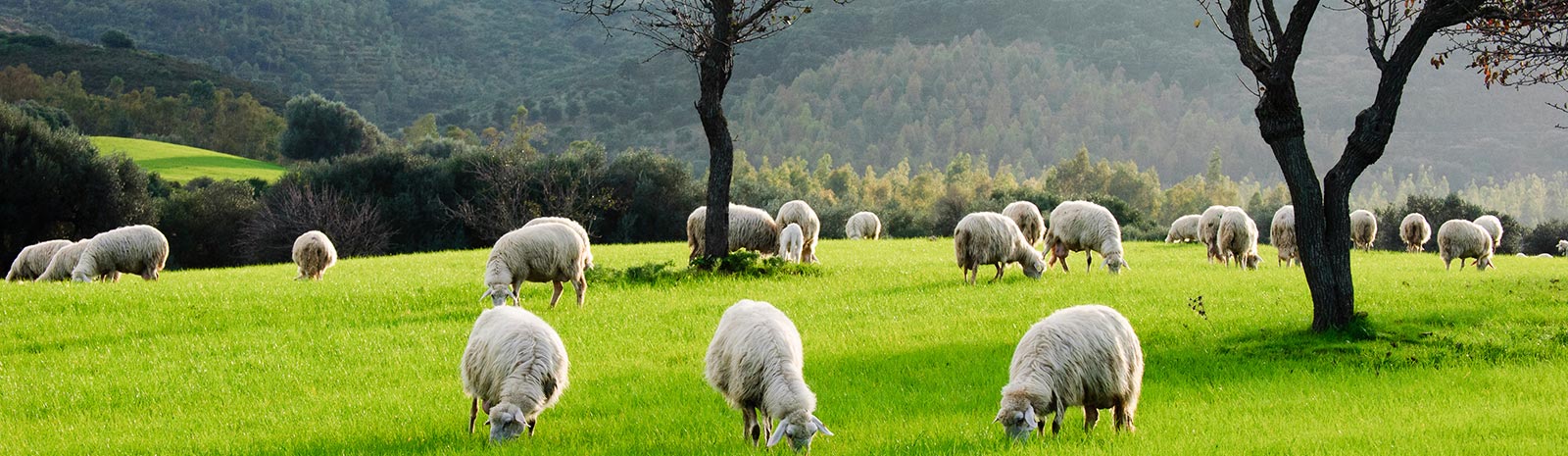 Wool Carpet